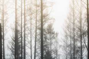 Forest in the fog-0919